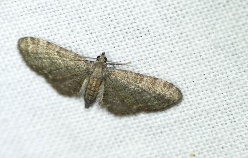 Réf. 259 547 : Eupithecia haworthiata